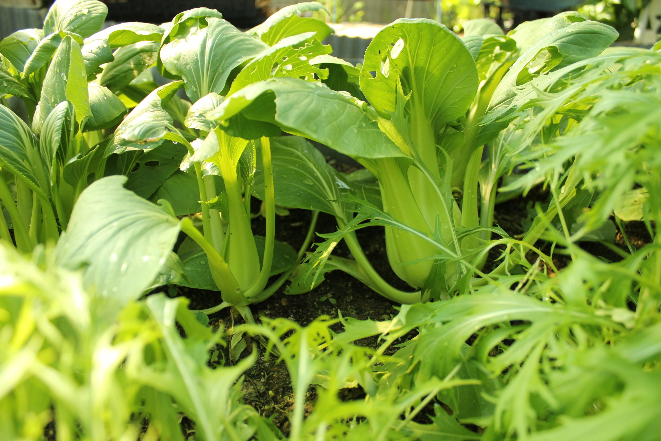 菜っぱ蒸し焼売