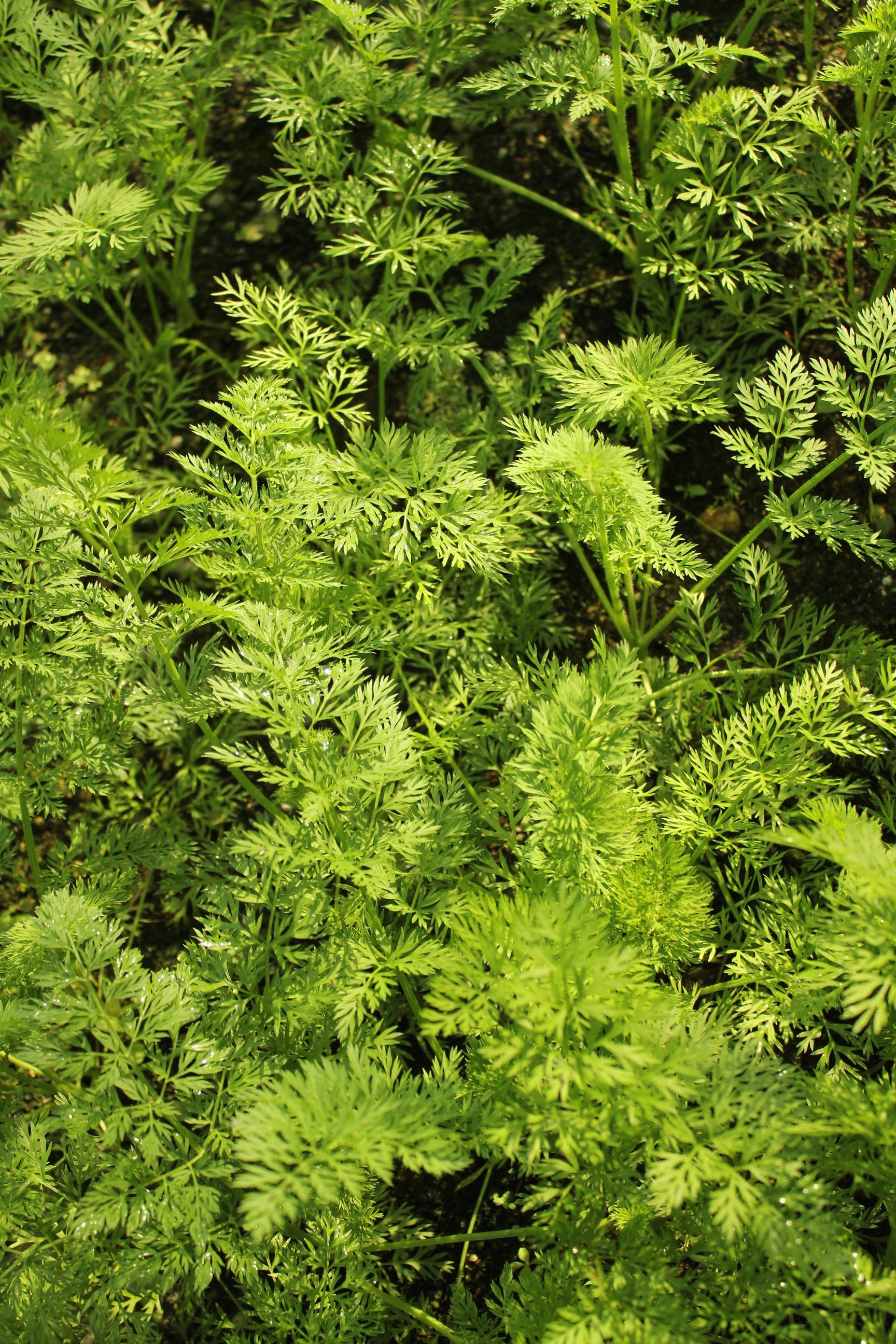 にんじん葉のソース