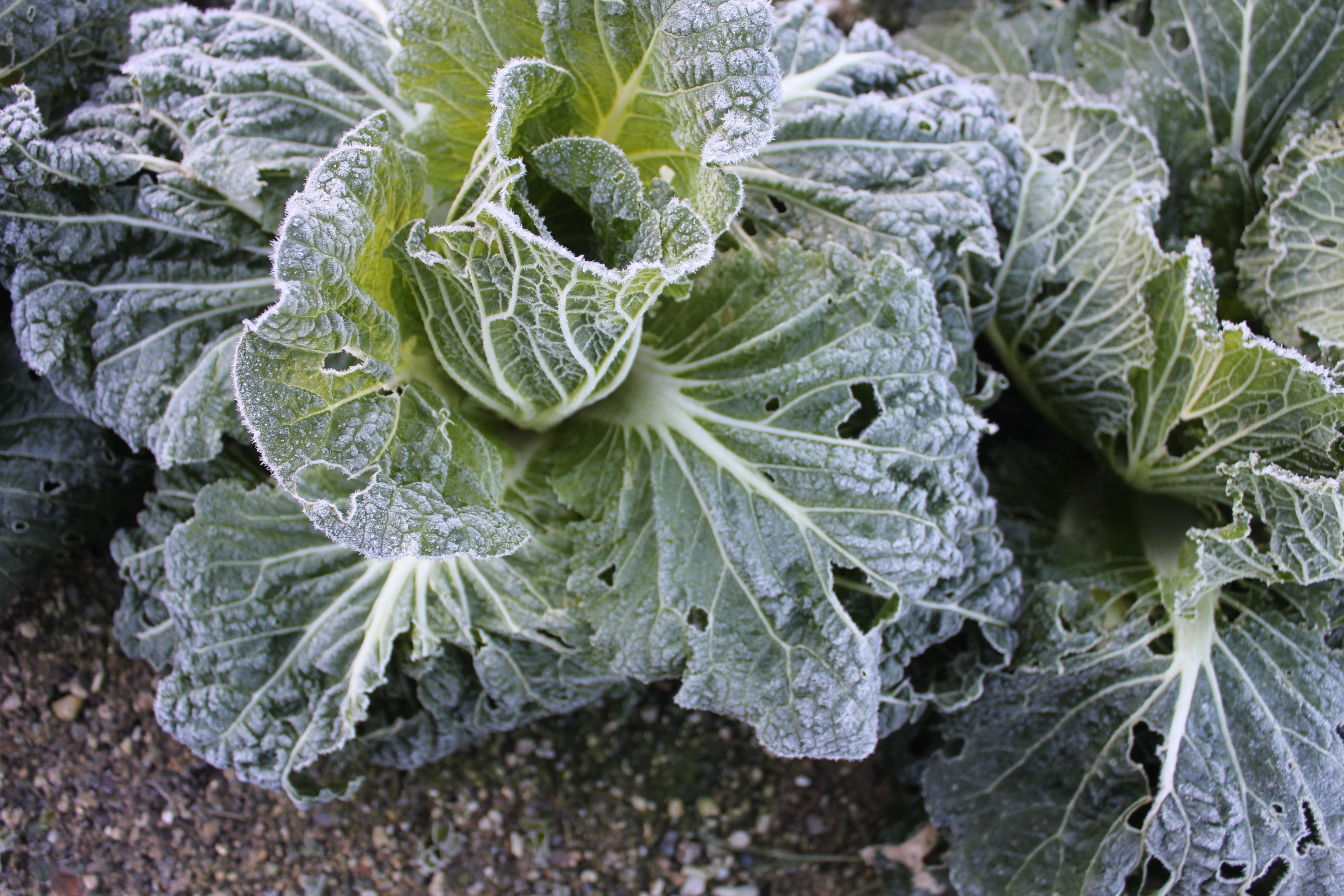 白菜のオイル蒸し焼き