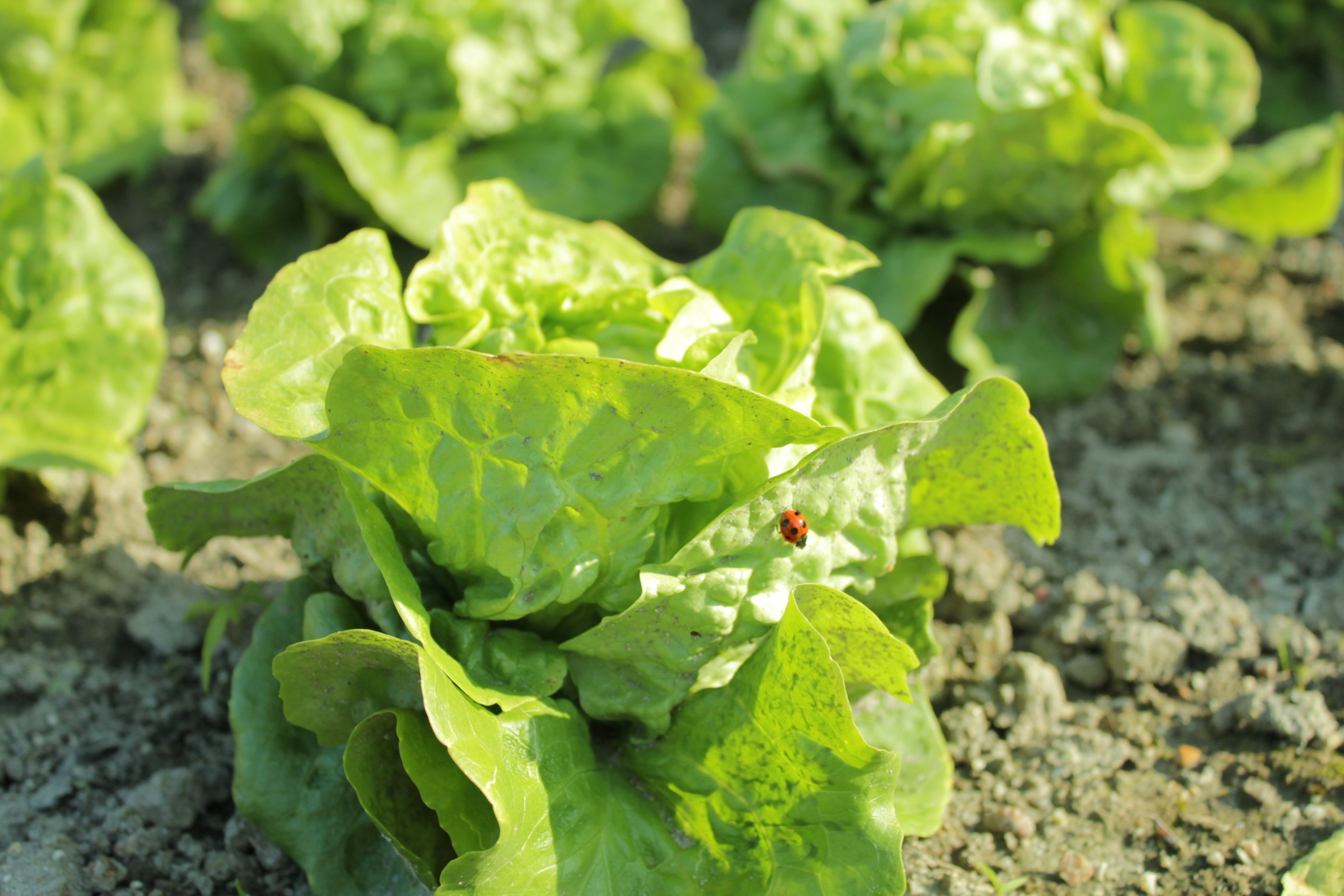 リーフレタスの姿チヂミ風