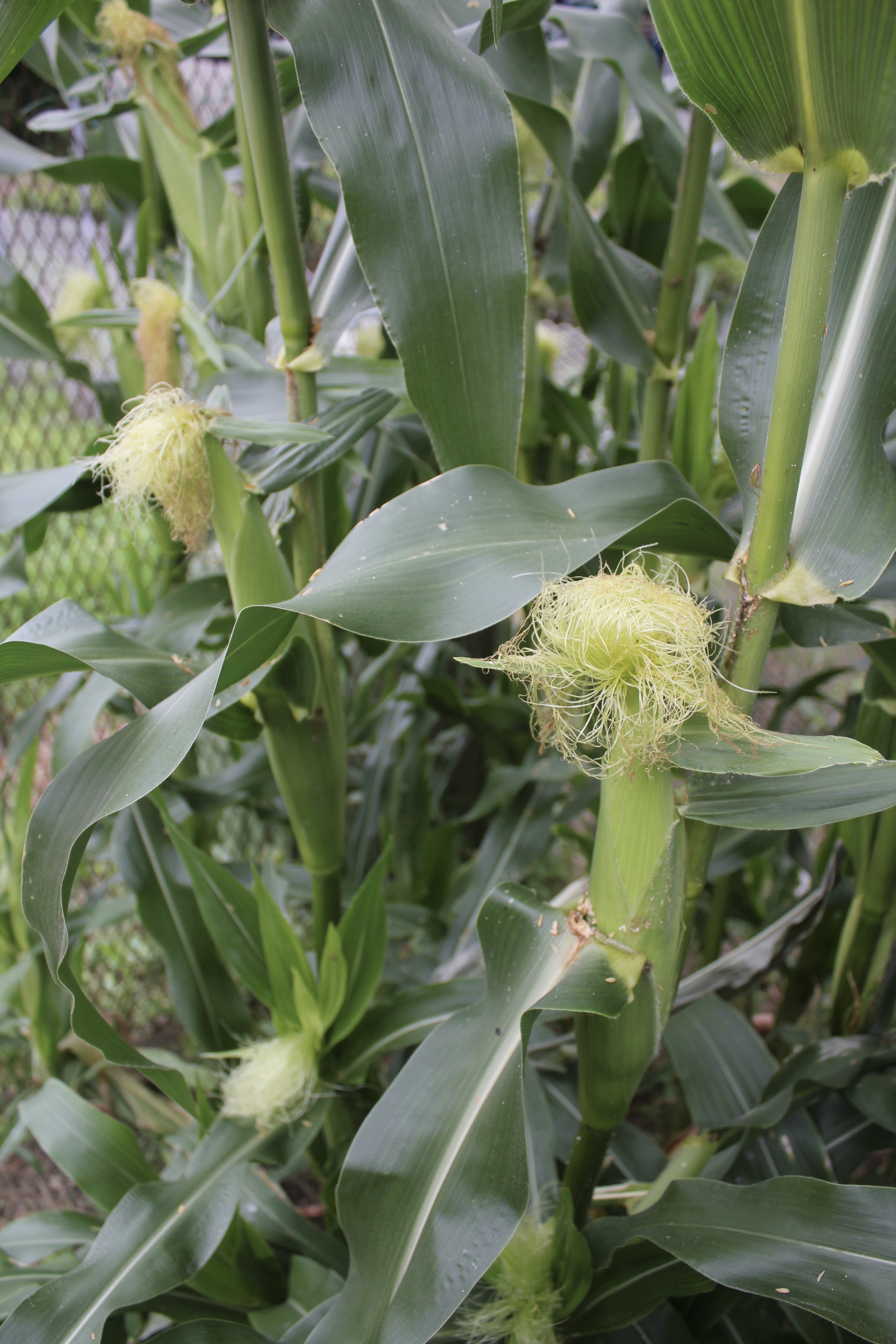 瑞々しいとうもろこし